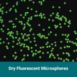 Dry Fluorescent Microspheres